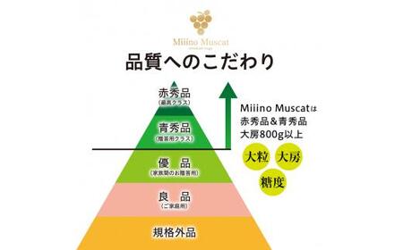 シャイン マスカット 2025年 先行予約 「MiiinoMuscat」1房（約800g）ブドウ 葡萄  岡山 国産 フルーツ 果物 ギフト