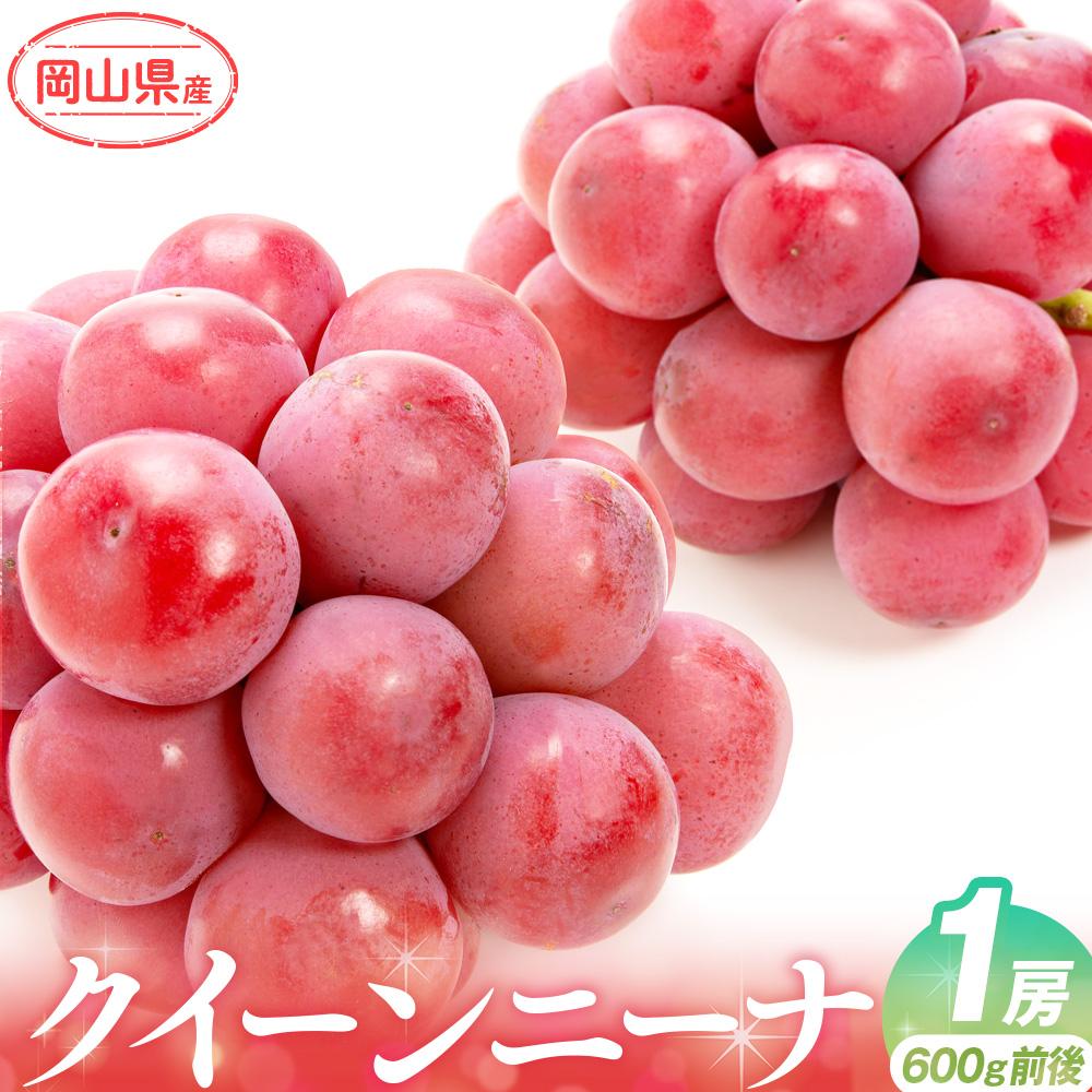 【ふるさと納税】ぶどう 2026年 クイーンニーナ 1房 500g前後 ブドウ 葡萄 岡山県産 国産 フルーツ 果物 ギフト | フルーツ 果物 くだもの 食品 人気 おすすめ 送料無料