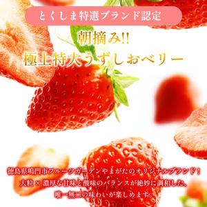 いちご 苺 30粒 3L サイズ 2026年1月から4月末まで発送 うずしおベリー 果物 フルーツ デザート