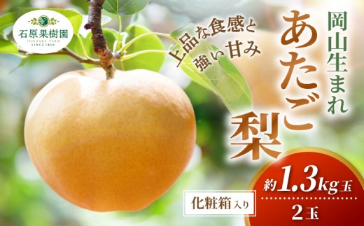 
                  梨 あたご梨 先行予約 約1.3kg玉2玉 化粧贈答箱 赤秀 岡山県産 | あたご梨 愛宕梨 梨 特選品 上級品 贈り物 御歳暮 果物 くだもの フルーツ 和梨 石原果樹園【ishk010-01】
                