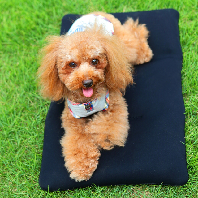 クロッツ わんちゃんパワークール L_2608R