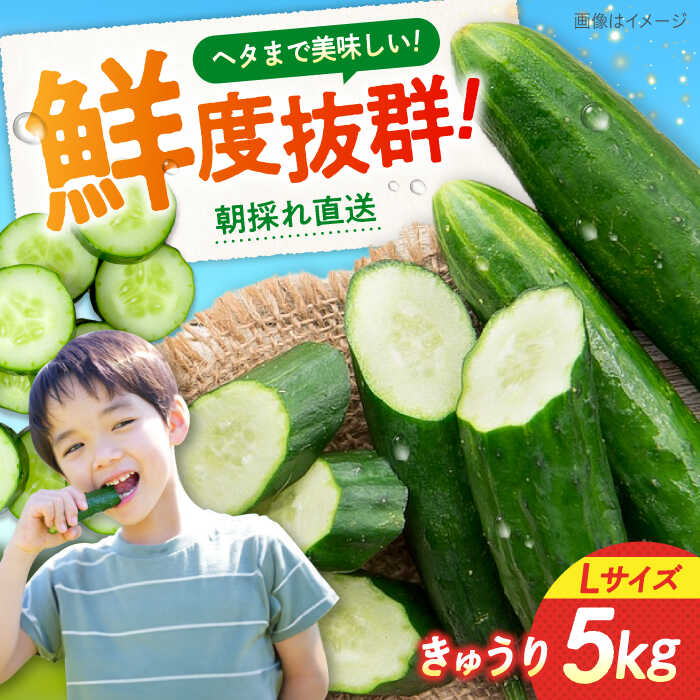 【ふるさと納税】鮮度バツグン！広島県江田島市産きゅうり 5kg×1箱 Lサイズ 胡瓜 キュウリ 野菜 やさい 国産 江田島市/ひろしま農業協同組合江田島アグリセンター[XCA001]