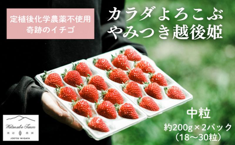 【先行予約 | 2026年4月上旬より出荷開始】いちご 中粒 カラダよろこぶ 越後姫 約200g×2パック (18～30粒入り) 定植後化学農薬不使用 イチゴ 苺 渡辺農園 上越市 新潟県