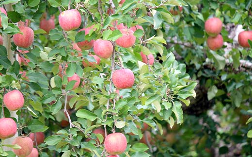 《2026年発送先行予約》山形県産 葉取らず完熟サンふじりんご 秀 約2kg 林檎 リンゴ フルーツ 果物 くだもの 山形県 中山町 F4A-1007