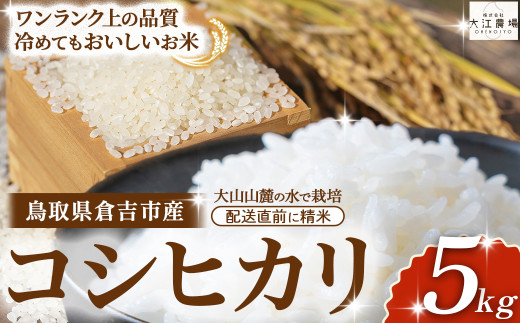 ※3月配送分【令和7産米】倉吉市産 コシヒカリ 5kg （ 大江農場 数量限定 令和7年産米 精米 お米 米 こめ コメ 白米 こしひかり コシヒカリ ブランド米 ）