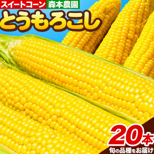 【ふるさと納税】【2026年先行予約】森本農園 とうもろこし 20本セット スイートコーン 恵味ゴールド 夢のコーン スターダスト から旬の品種をお届け 朝どれ 朝採れ トウモロコシ コーン 野菜 旬の品種 旬 たっぷり BBQ 北海道 当別産 北海道産 森本農園