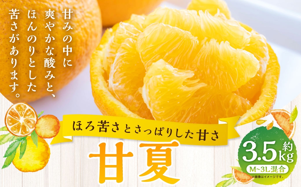 
                  【 ほろ苦さとさっぱりした甘さ 】 甘夏 約3.5kg みかん ミカン 柑橘 柑橘系 柑橘類 くだもの 果物 フルーツ 果実 果汁 果肉 国産 愛媛県産 【 2027年3月上旬～4月下旬発送予定 】 ( 1091 )
                