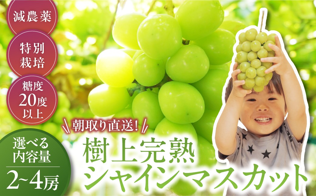 
                  【2026年／令和8年発送】樹上完熟シャインマスカット（特別栽培）選べる容量2～4房（1.2㎏～2.4kg）　CF-P-12
                
