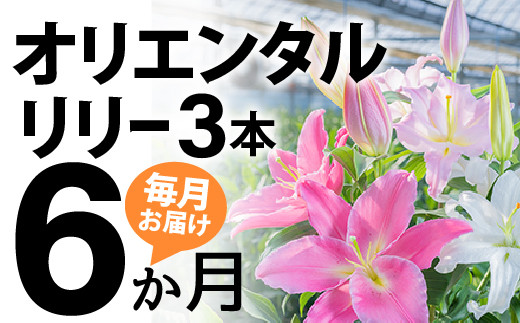 
【6回分】毎月届くオリエンタルリリー3本の定期便Sosy-01
