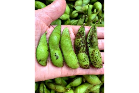 【先行予約／数量限定30】新丹波黒枝豆 さや1kg（栽培期間中農薬・化学肥料不使用）（2024年10月上旬～発送）