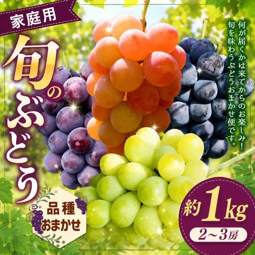 【先行予約】ご自宅用船坂ぶどう 約1kg（2～3房）| 船坂ぶどう ぶどう フルーツ 兵庫県 上郡町 発送は2026年8月16日～2026年10月10日頃予定】