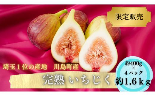 【期間限定】いちじく 冷蔵 約400g(4～6個程度)×4パック 計約1.6kg  桝井ドーフィン 無花果   川島町いちじく生産組合 川島町産 特産 埼玉県 川島町