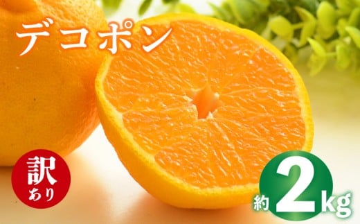 2026年 先行予約 デコポン 約2g 不知火 しらぬい みかん 柑橘 蜜柑 オレンジ 果物 フルーツ 果実 旬 家庭用 2月中旬～4月中旬 配送 香川県 丸亀市