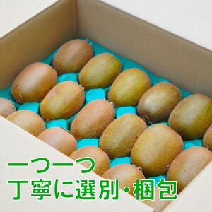 家庭用 キウイフルーツ ヘイワード 約1.5kg 愛媛県産 【12 月上旬~2 月下旬発送】 【MCF017】
