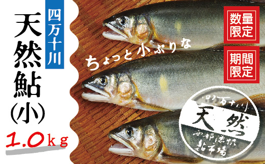 26-775．四万十川の天然鮎(小)500ｇ(約6～9匹)