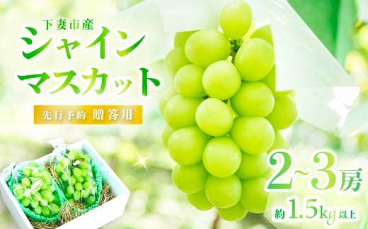 【 2026年 先行予約 】 贈答用 シャインマスカット 2～3房 約1.5kg以上 【 石崎ぶどう園 】（ 2026年8月下旬から9月下旬頃発送予定 ）【 フルーツ 果物 ぶどう ブドウ 葡萄 シャイン マスカット 茨城県産 国産 人気 農園 スイーツ お取り寄せ 】