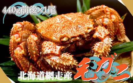 北海道網走産毛ガニ（440g前後×1尾） ABE080 | 毛ガニ