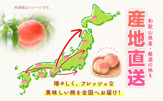 桃 和歌山県産 紀の里の桃 約1kg (3-5玉)《2025年6月中旬-8月中旬頃出荷》 2025年 紀の里の桃 白鳳 日川白鳳 なつっこ 清水白桃 川中島白桃 八旗白桃 和歌山 もも 一万円以下 1