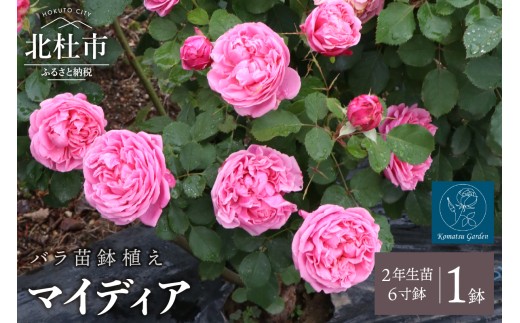 バラ苗鉢植え「マイディア」　バラ 苗 四季咲き 鉢植え 花 6寸鉢 2年生苗 ガーデニング 母の日 父の日