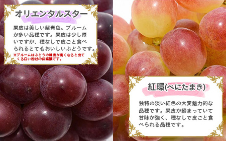 《シャインマスカットが必ず入る！》人気のぶどう 食べ比べセット 計2房（計1kg以上）品種おまかせ 山形産【2025年9月中旬頃～10月下旬頃発送予定】　015-B-JF013