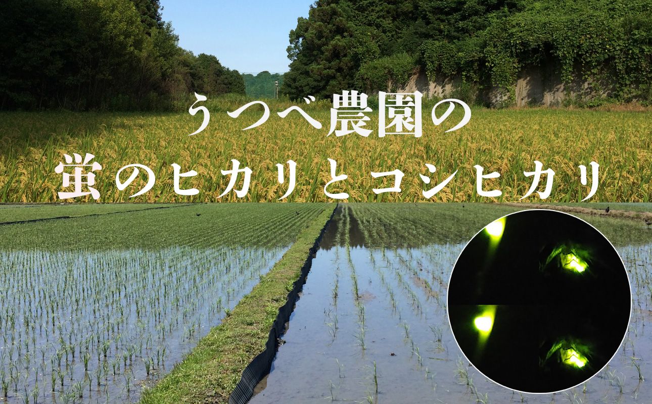 ＜R7年先行予約＞コシヒカリ 10kg　蛍と一緒に育ったコシヒカリ 米どころ三重県産うつべ農園米【令和７年１１月発送】