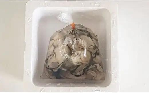 【1月後半発送予定】大和田家の牡蠣 三陸産 『むき身牡蠣』 約1.5kg(500g×3袋) 加熱用 【 かき カキ 牡蠣 三陸 リアス式海岸 良港 広田湾 濃厚 むき身 】RT3323-1-2