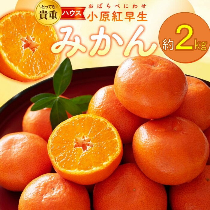 【ふるさと納税】とっても貴重　ハウス小原紅早生みかん　約2kg【2025年6月中旬～2025年8月上旬配送】 | みかん 果物 フルーツ 送料無料 産地直送 食品 柑橘 お取り寄せ 蜜柑 ミカン 香川県 高松市 高品質 濃厚 オリジナル品種 果汁 たっぷり