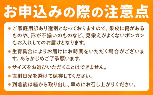 ご家庭用 極甘 柑橘 有田育ちの 濃厚 ポンカン 約1.5kg 有田マルシェ《1月中旬-2月下旬頃発送予定》和歌山県 日高町 国産 ぽんかん 訳あり 柑橘 果物 フルーツ ギフト 送料無料