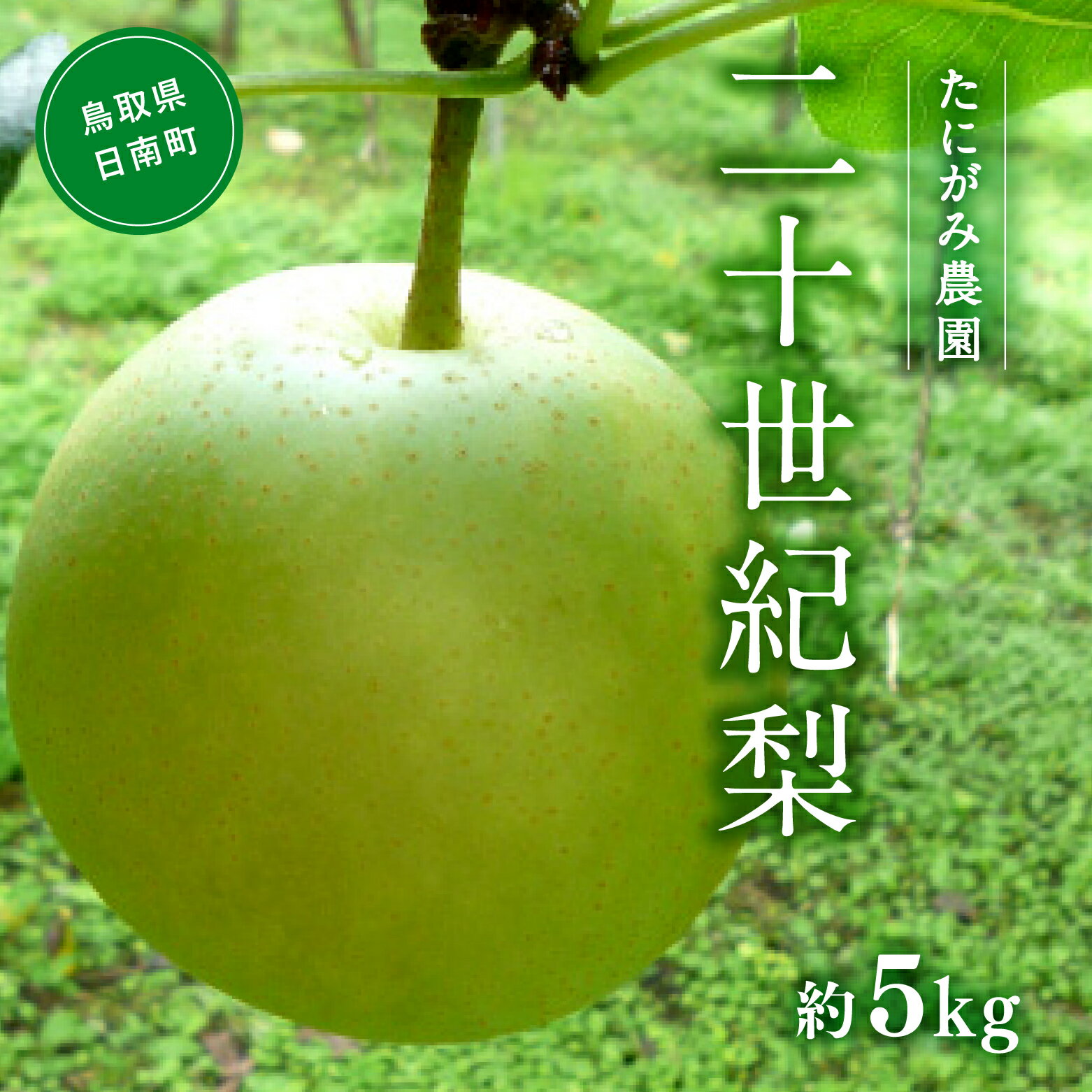 【ふるさと納税】【先行予約】たにがみ農園 二十世紀梨 5.0kg(12～18玉) 梨 なし フルーツ 果物 くだもの 鳥取県 佐治 梨 なし ナシ