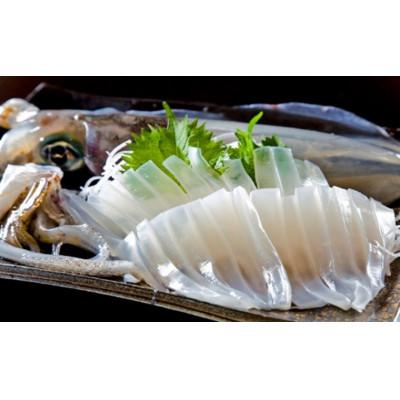 ふるさと納税 若狭町 【若狭湾産】朝どれ アオリイカ 3〜5杯 下処理なし |  | 01