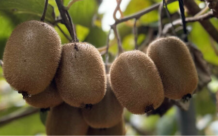 【先行予約】【11月中旬より順次配送】 グリーンキウイ 10kg （約90から100玉） キウイフルーツ キウイ フルーツ ヘイワード 果物 くだもの 愛媛県大洲市/玉川農園[AGBC008]キウイキ