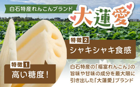 泥付きれんこん 大蓮愛 3kg 池上ファーム れんこん 先行予約 2026年11月～発送  [IDN001]