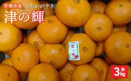 【先行予約】 津の輝 つのかがやき 約3kg（15玉～25玉) 【2027年2月上旬-2027年4月下旬発送予定】【吉田レモニー】