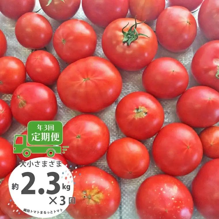 ≪2027年1月頃～発送≫【ふるさと納税】＜【訳あり】トマト定期便 約2.3kg×3回（計6.9kg） 織田トマト 高知 サイズ 違い 混合 キズあり 大小 まるっとトマト＞高知県 佐川町 サイズ混合 ＜毎年2月末頃まで申込受付＞【1月頃～5月頃の間に3回お届け】