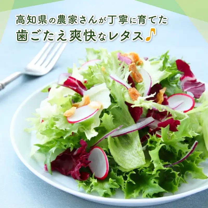 レタス 1.5kg リーフレタス 高知産 フリルレタス