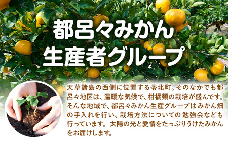 【先行予約】みかん 極早生みかん 豊福 10kg