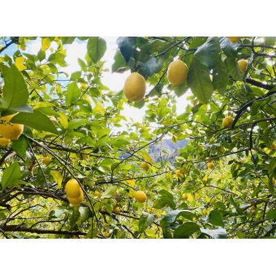 ふるさと納税 伊東市 伊豆産ハチミツレモンシロップ |  | 02