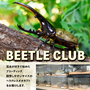 【C76001】ヘラクレスオオカブト (ヘラクレスヘラクレス) 成虫ペア オス(120mm台) メス(フリーサイズ) 鹿児島 ヘラクレス カブトムシ かぶとむし 雄 オス 昆虫 虫 むし 成虫 生体 