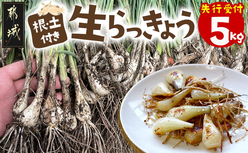 【先行受付!】掘りたて!新鮮!!根付き土付き生らっきょう5kg≪2026年5月中旬以降順次お届け≫_12-L701