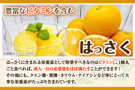 はっさく 皮むきに便利なムッキーちゃん付き 約10kg ときわオンライン《12月上旬-3月中旬頃出荷》 和歌山県 紀の川市 フルーツ 果物 八朔 柑橘 送料無料