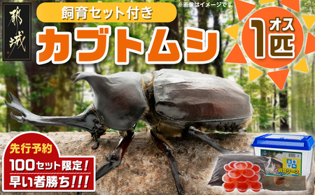 【先行受付☆2024年6月以降お届け】カブトムシ(飼育セット付き) ※限定100セット※_LG-3311_ (都城市) 国産カブトムシ オス 飼育セッ ト夏休み 子ども ゼリー 自由研究 プレゼント