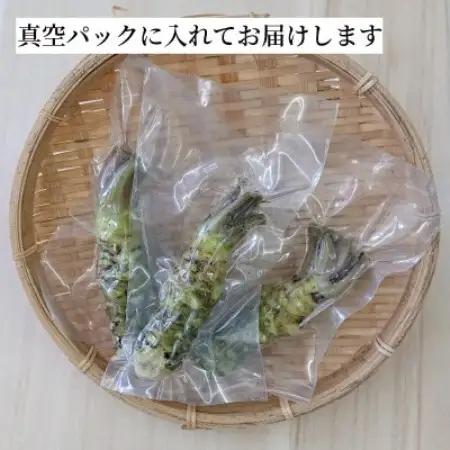 マルカツわさび 小サイズ 10本 真空 岩手県遠野市産【こんたでぃーの遠野】【配送不可地域：離島】【1485586】