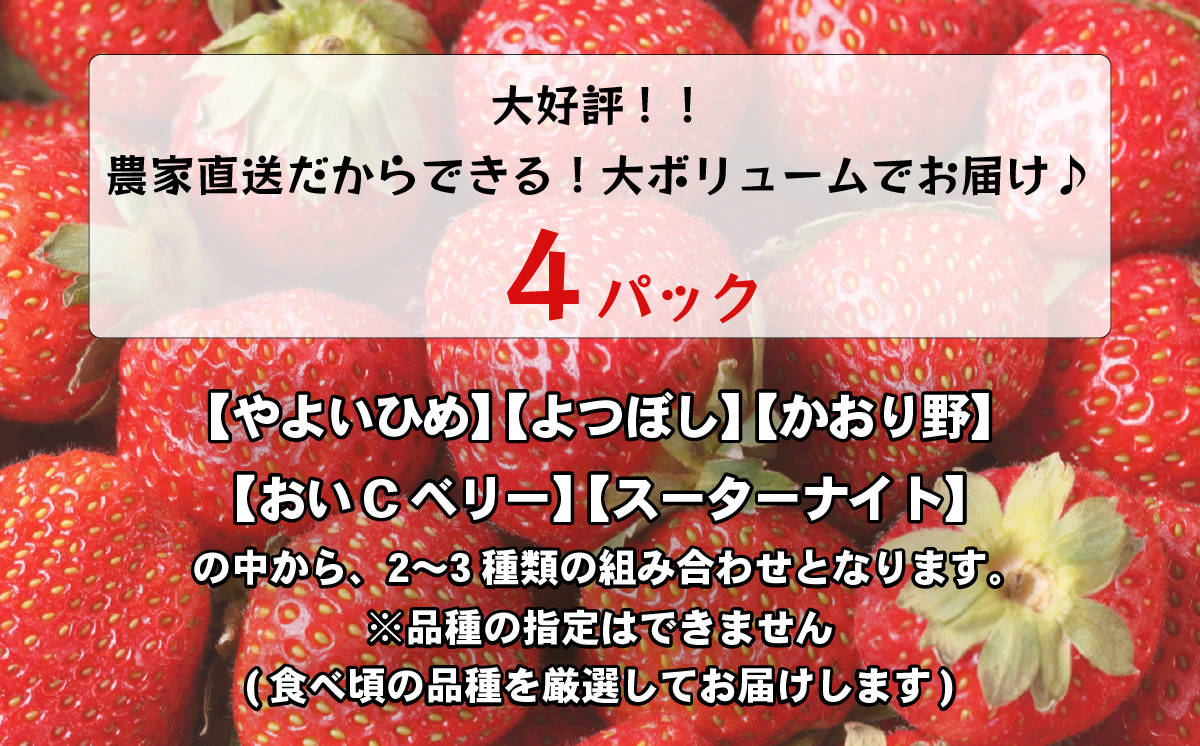 【 先行予約 2025年1月中旬以降発送 】 数量限定 農家直送 ♪ 八千代町産 いちご ボリュームパック （ 4パック 計約 1400g ） 人気 の 詰め合わせ セット [AJ002ya]