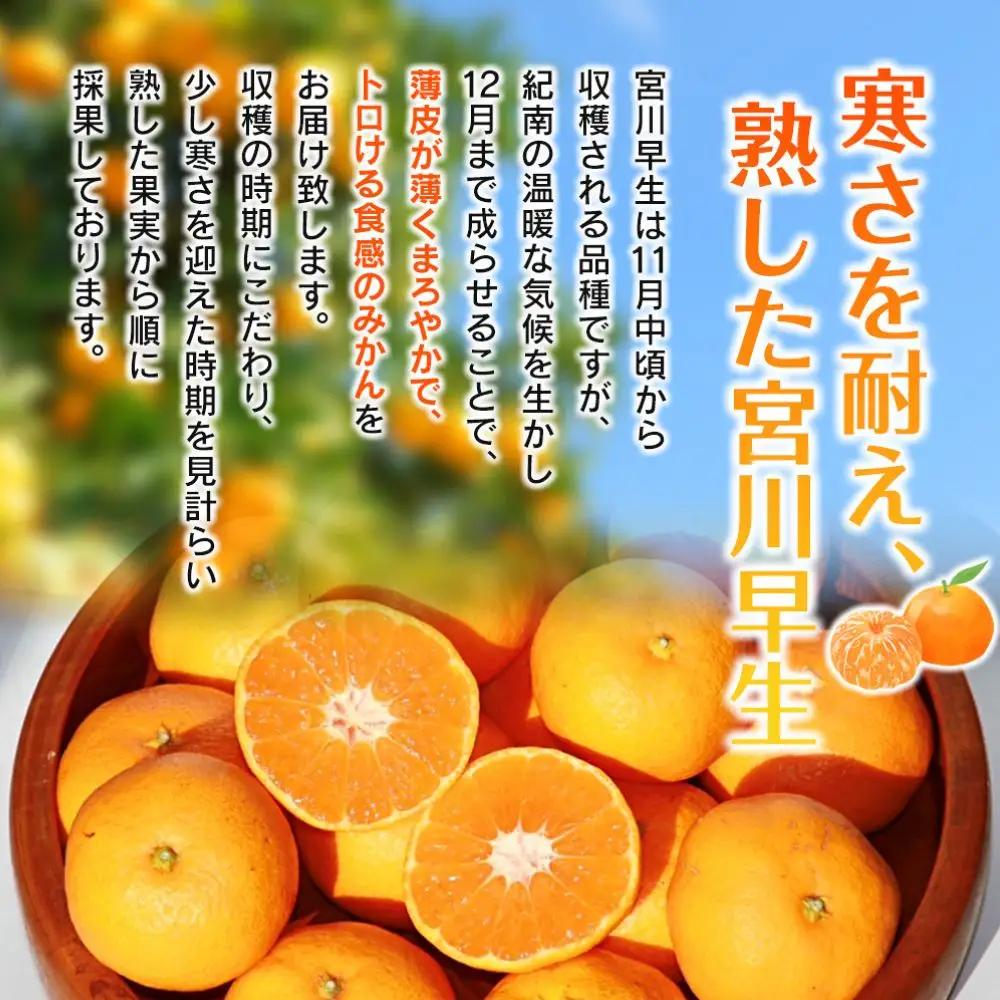 【みかん】宮川早生 完熟早生みかん 5kg 【nak006-1】