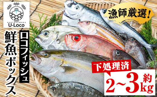 A78003 漁師厳選！ロコフィッシュ(地魚) 下処理済 鮮魚 ボックス(約2～3kg)地魚 魚 お魚 冷蔵 生もの 加工品 未利用魚 低利用魚 焼き魚 焼魚 刺し身 刺身 煮魚 届くまでのお楽しみ 鮮魚セット 鮮魚ボックス 鮮魚BOX【昌徳丸】