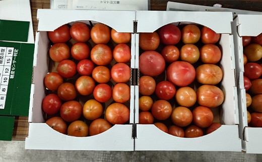 【先行予約】【訳あり】フルーツトマト約1.5kg 訳ありトマト フルーツトマト 訳ありフルーツトマト 北海道産 下川町 北海道下川町 F4G-0359