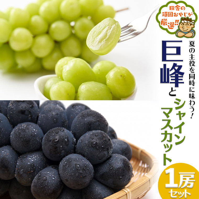 
田舎の頑固おやじが厳選！巨峰１房とシャインマスカット１房セット【令和3年8月から順次お届け】
