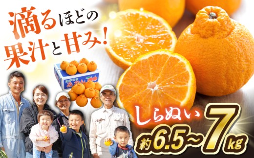 【2027年3月より順次発送予定：先行予約】 みかん 不知火 （ デコポン と同品種）  約6.5～7kg ミカンみかん ＜川添みかん園＞ [CCT010]  長崎 西海 みかん ミカン mikan 柑橘 でこぽん dekopon 不知火 デコポン 贈答 ギフト お取り寄せみかん 不知火 甘い 果物 贈答みかん mikan こだわり柑橘