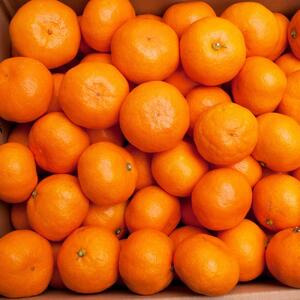 プレミアム 有田みかん5kg+250g（傷み補償分）［2025年10月上旬から2026年1月下旬頃順次発送予定］［IKE250］