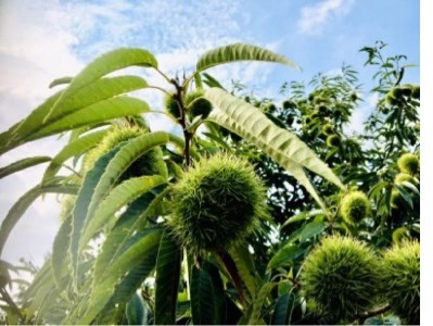 【ふるさと納税】期間限定 数量限定 先行予約 さぬき山都の低温熟成完熟栗 (生栗) 4Lサイズ以上 約2kg 秋の味覚 さぬき 山都 低温熟成 完熟 栗 完熟栗 大粒 栽培 厳選 糖度 選別 三豊市産